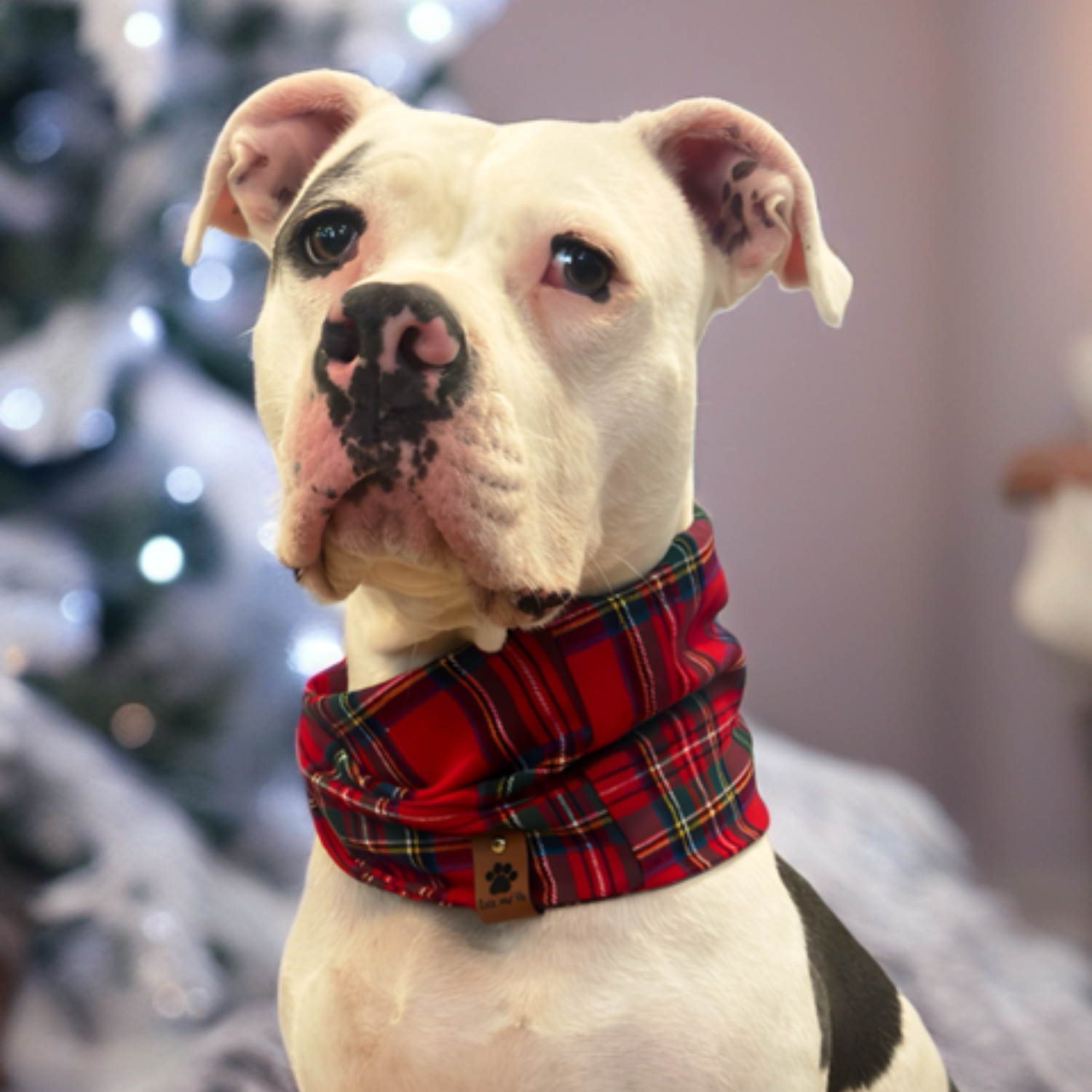 Dog Scarves