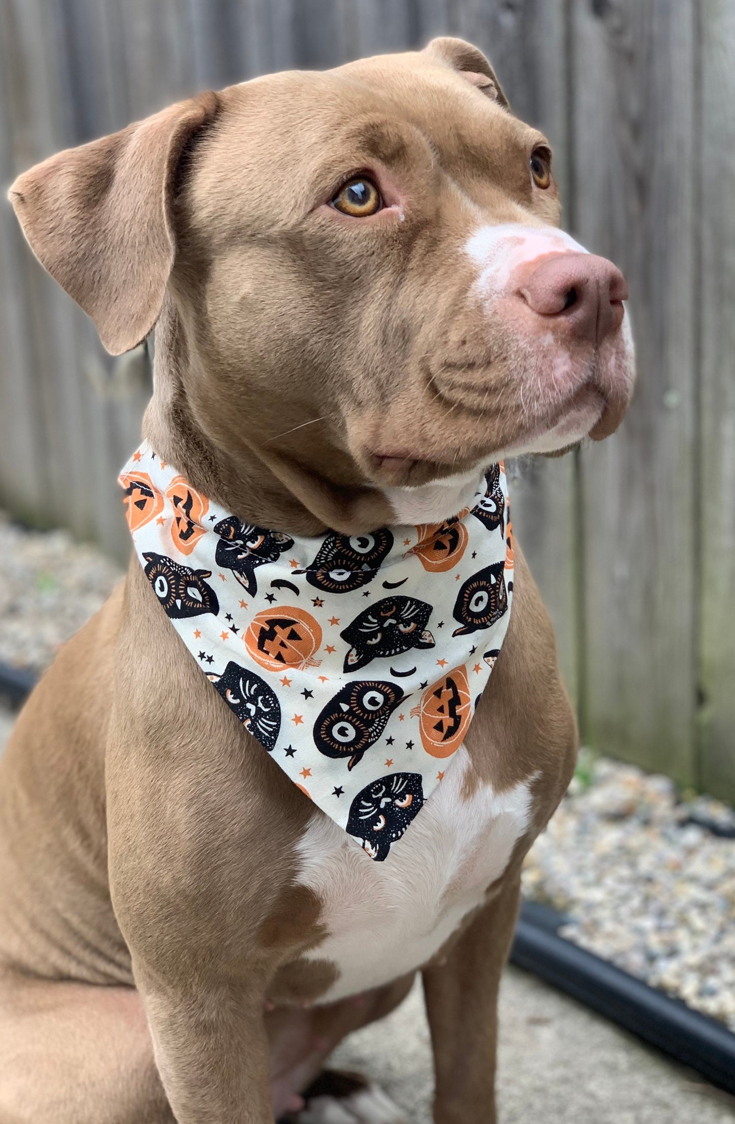 Classic Halloween - Over the Collar Dog Bandana