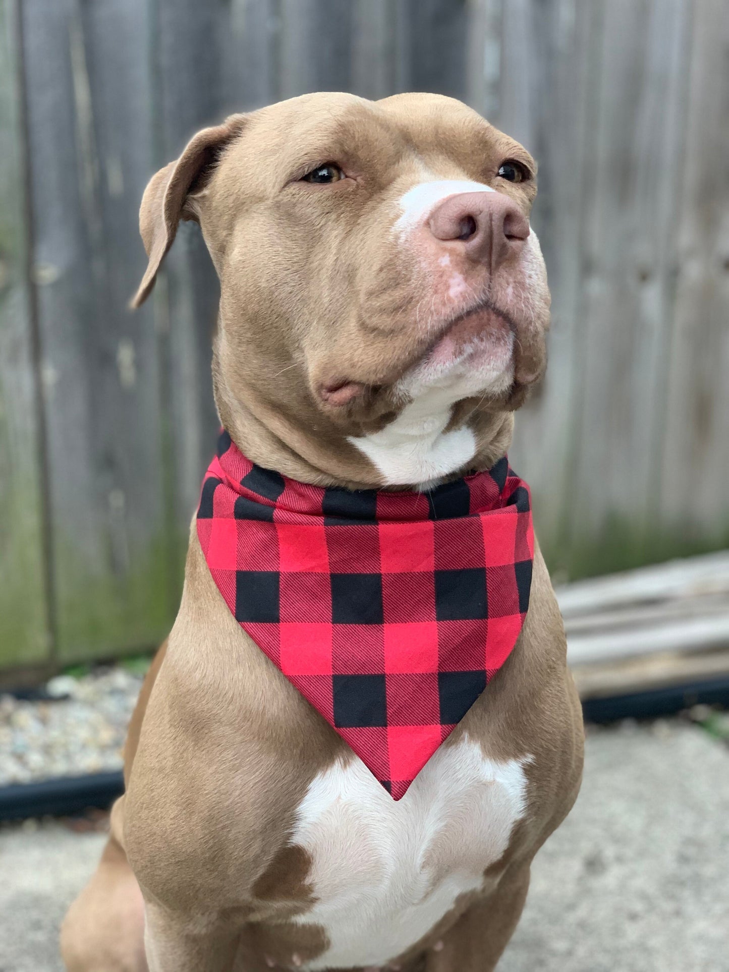 Red and Black - Over the Collar Dog Bandana