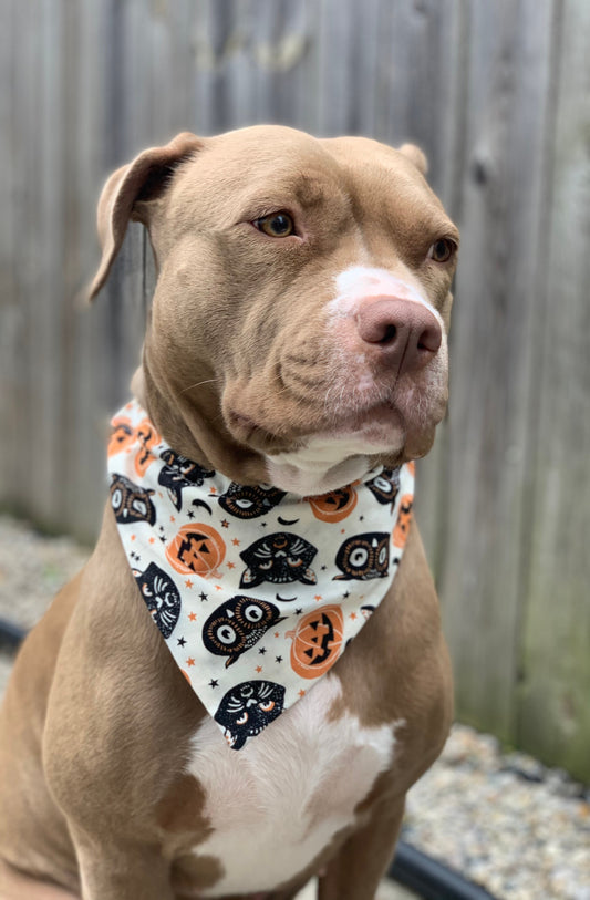 Classic Halloween - Over the Collar Dog Bandana