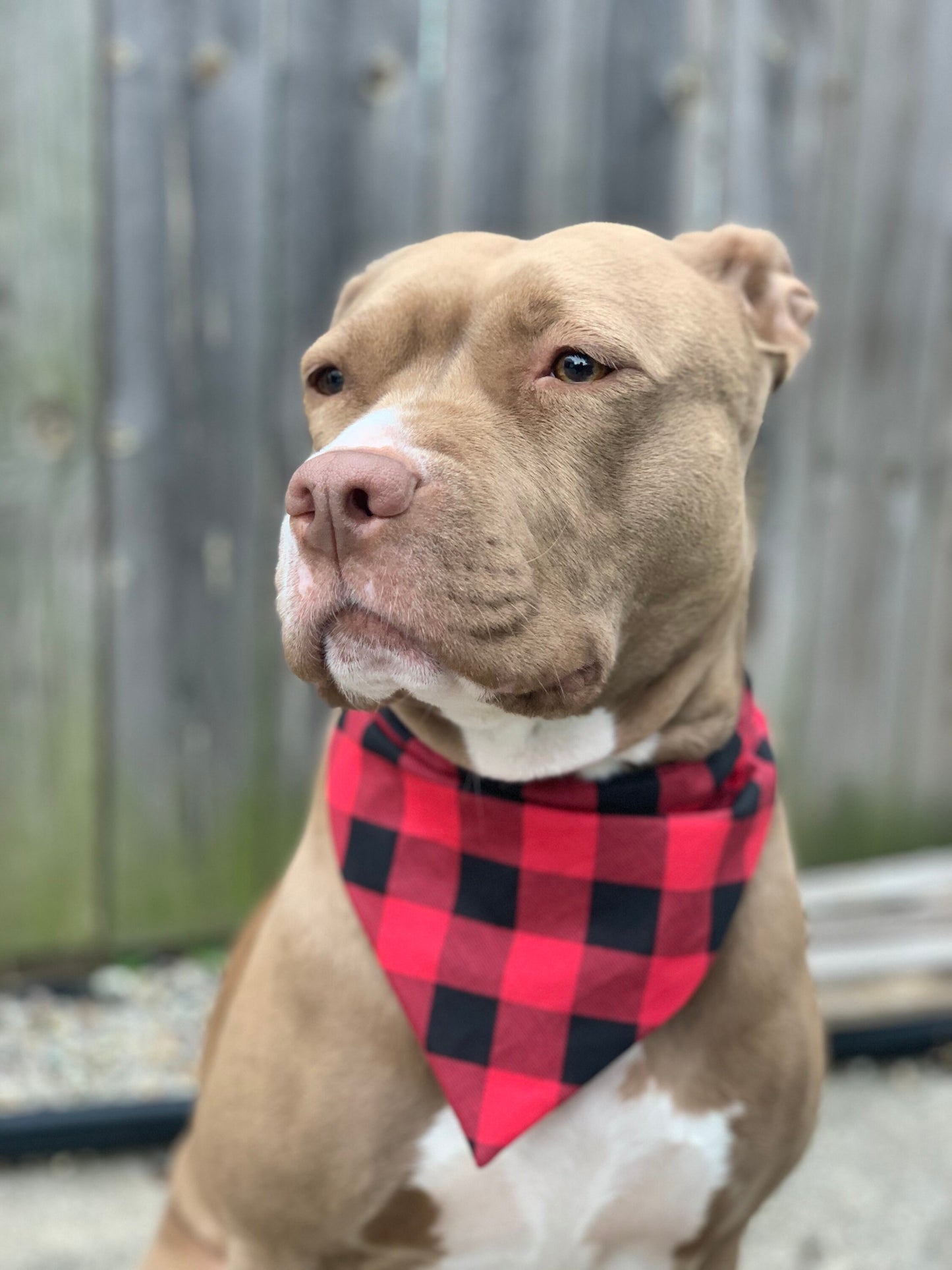 Red and Black - Over the Collar Dog Bandana
